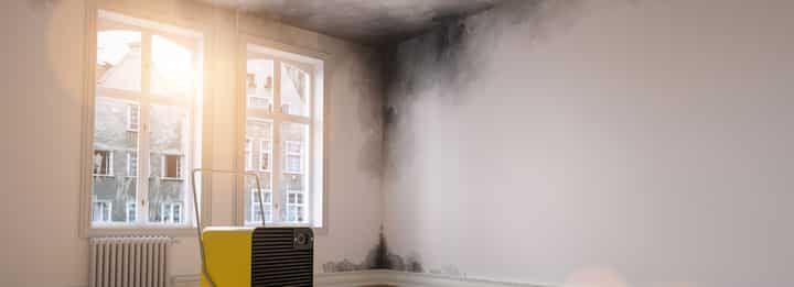 black mold remediation